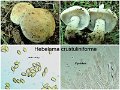 Hebeloma crustuliniforme-amf870